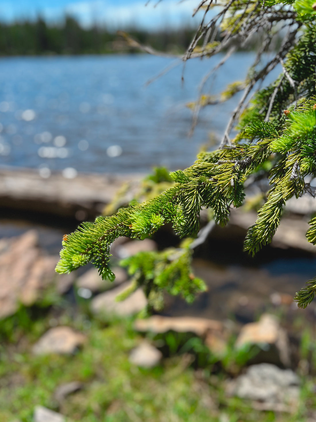 Green pine branches with mountain lake in background.