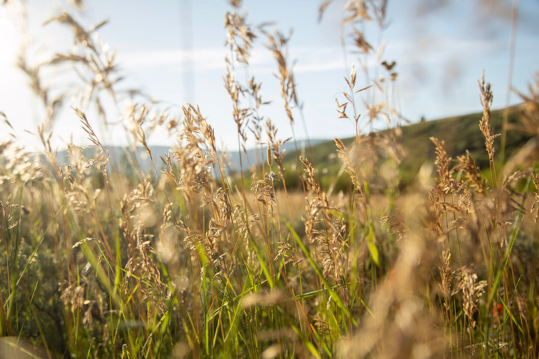 Meadow of wild grasses with mountains in the background